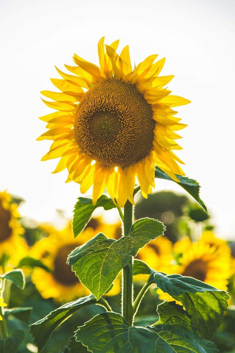 Forår i BlomsterHjørnet: Vores Favoritter