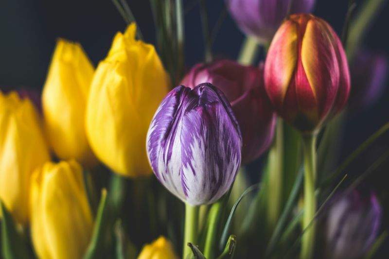 Valentinsdag: Gør Den Særlig Med Blomster