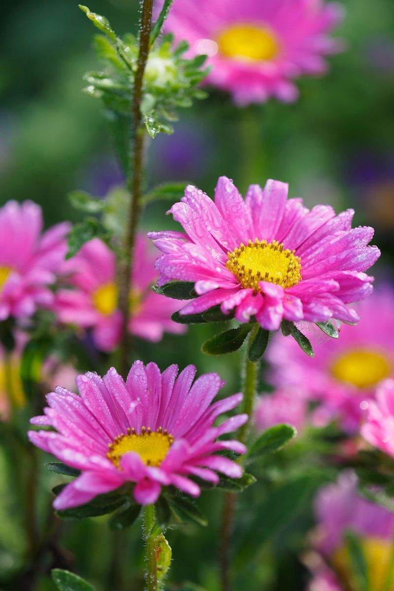 BlomsterHjørnet - Image 14
