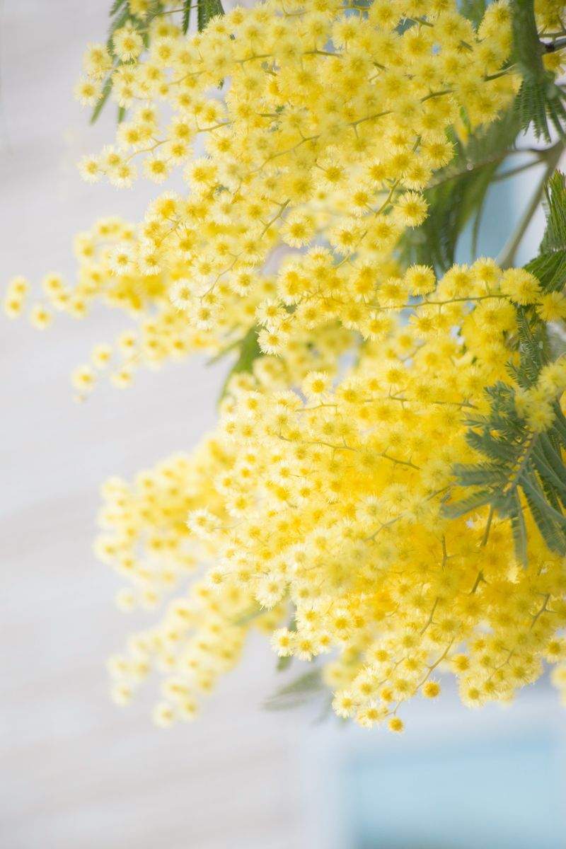 BlomsterHjørnet - Image 5