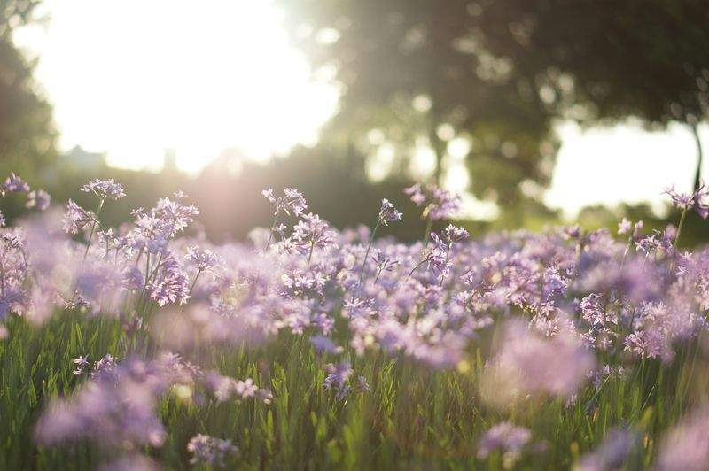 BlomsterHjørnet - Image 6
